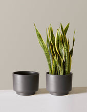 Load image into Gallery viewer, Prospect Planter