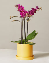 Load image into Gallery viewer, Petite Purple Orchid
