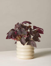 Load image into Gallery viewer, Oxalis