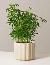 Load image into Gallery viewer, Schefflera