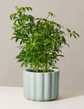 Load image into Gallery viewer, Schefflera
