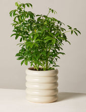 Load image into Gallery viewer, Schefflera