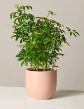 Load image into Gallery viewer, Schefflera