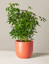 Load image into Gallery viewer, Schefflera
