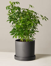 Load image into Gallery viewer, Schefflera