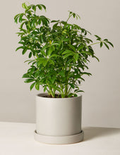 Load image into Gallery viewer, Schefflera