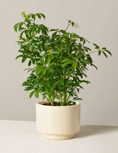 Load image into Gallery viewer, Schefflera