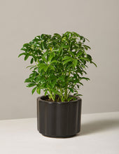 Load image into Gallery viewer, Schefflera