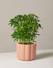 Load image into Gallery viewer, Schefflera
