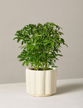 Load image into Gallery viewer, Schefflera