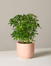 Load image into Gallery viewer, Schefflera