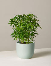 Load image into Gallery viewer, Schefflera