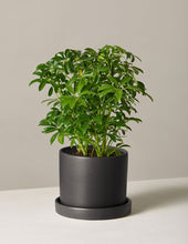 Load image into Gallery viewer, Schefflera