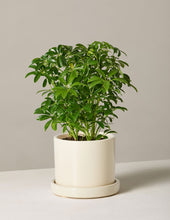 Load image into Gallery viewer, Schefflera
