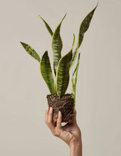 Load image into Gallery viewer, Snake Plant Laurentii