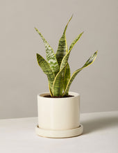 Load image into Gallery viewer, Snake Plant Laurentii