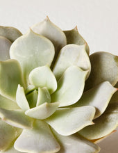 Load image into Gallery viewer, Succulent Trio