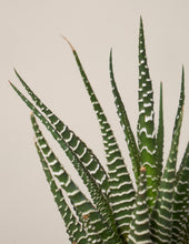 Load image into Gallery viewer, Succulent Trio