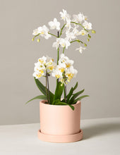 Load image into Gallery viewer, White Orchid