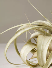 Load image into Gallery viewer, Xerographica Air Plant