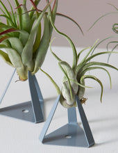 Load image into Gallery viewer, Air Plant Trio
