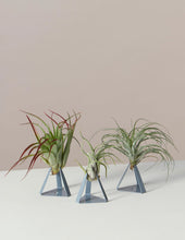 Load image into Gallery viewer, Air Plant Trio
