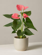 Load image into Gallery viewer, Pink Anthurium
