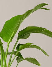 Load image into Gallery viewer, Large Bird of Paradise
