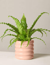 Load image into Gallery viewer, Bird’s Nest Fern

