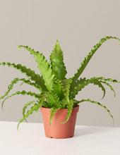 Load image into Gallery viewer, Bird’s Nest Fern
