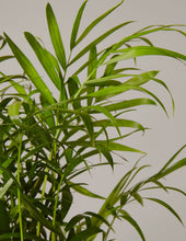 Load image into Gallery viewer, Parlor Palm

