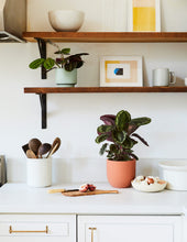 Load image into Gallery viewer, Calathea Medallion
