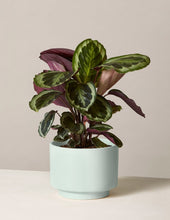Load image into Gallery viewer, Calathea Medallion
