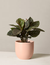 Load image into Gallery viewer, Calathea Pinstripe

