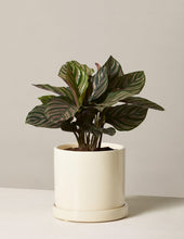 Load image into Gallery viewer, Calathea Pinstripe
