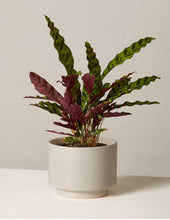 Load image into Gallery viewer, Calathea Rattlesnake
