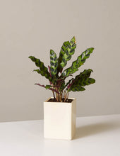 Load image into Gallery viewer, Calathea Rattlesnake
