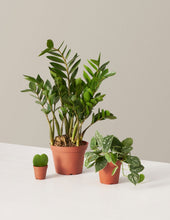 Load image into Gallery viewer, Plant Parent Set
