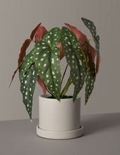 Load image into Gallery viewer, Faux Angel Wings Begonia
