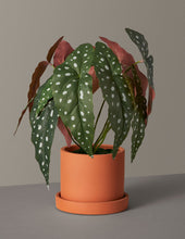 Load image into Gallery viewer, Faux Angel Wings Begonia
