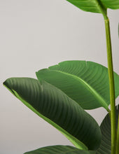 Load image into Gallery viewer, Faux Bird of Paradise
