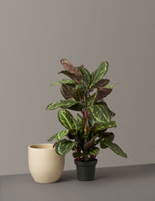 Load image into Gallery viewer, Faux Calathea Medallion
