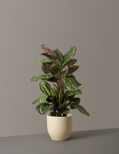 Load image into Gallery viewer, Faux Calathea Medallion

