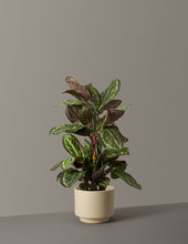 Load image into Gallery viewer, Faux Calathea Medallion

