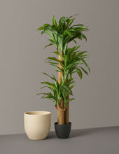 Load image into Gallery viewer, Faux Dracaena
