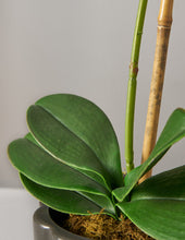 Load image into Gallery viewer, Faux Orchid Phalaenopsis
