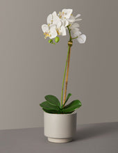 Load image into Gallery viewer, Faux Orchid Phalaenopsis

