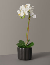 Load image into Gallery viewer, Faux Orchid Phalaenopsis
