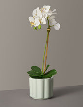 Load image into Gallery viewer, Faux Orchid Phalaenopsis
