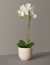 Load image into Gallery viewer, Faux Orchid Phalaenopsis
